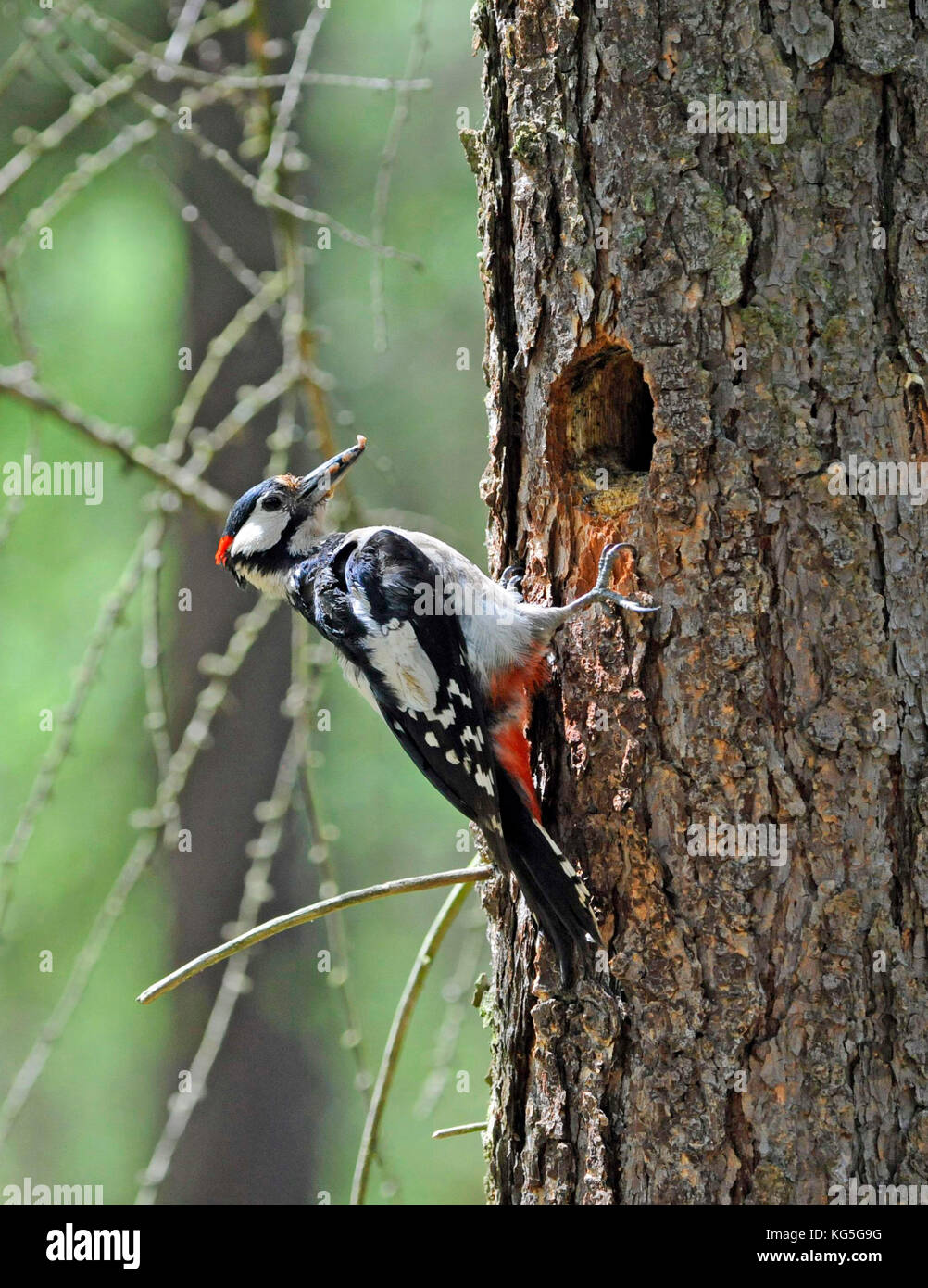 Grand Pic, mâle à nourrir les affamés oiseaux nidicoles dans la fosse de la couvée dans un tronc de pin Banque D'Images
