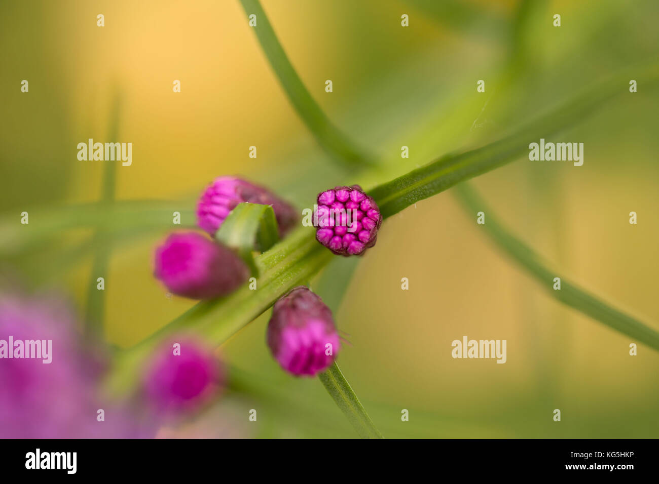 Petite fleur rose Banque D'Images