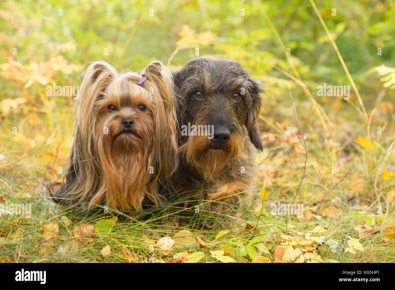 wirehaired yorkie