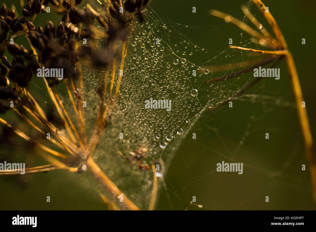 Spider web avec des gouttelettes de rosée entre plantes sèches, la nature fond sombre Banque D'Images