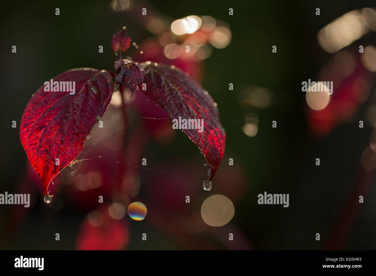 Araignée à rosée de feuilles rouges, fond sombre avec bokeh Banque D'Images