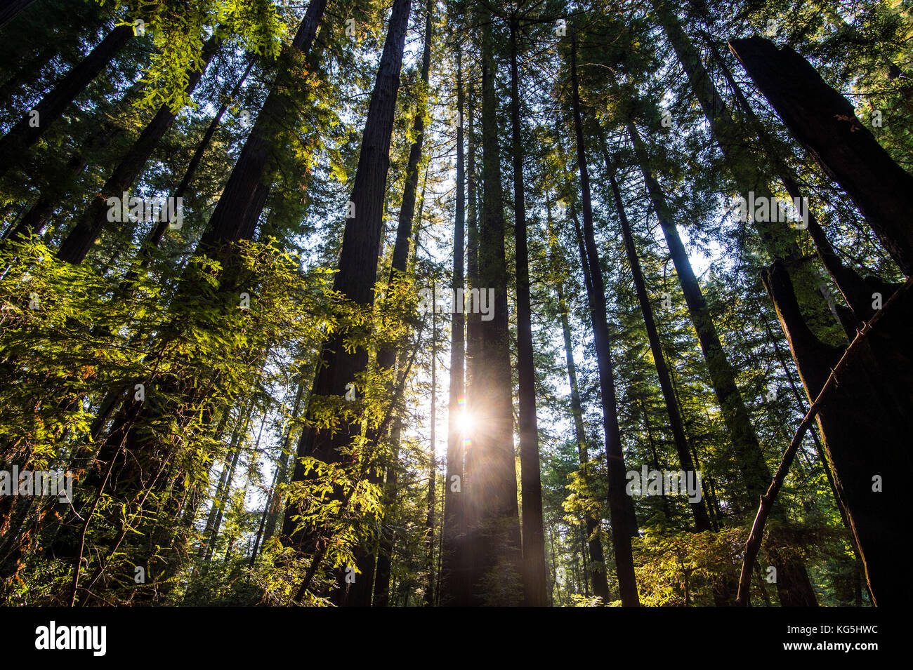 Bien brekaing à travers les arbres Séquoia, Avenue des Géants, dans le nord de la Californie, USA Banque D'Images
