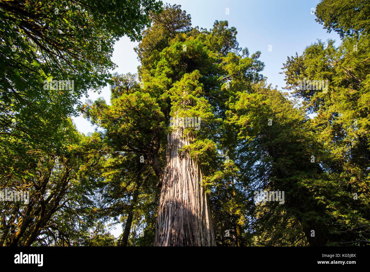 Séquoias géants dans les séquoias parcs nationaux et d'état, la Californie, USA Banque D'Images