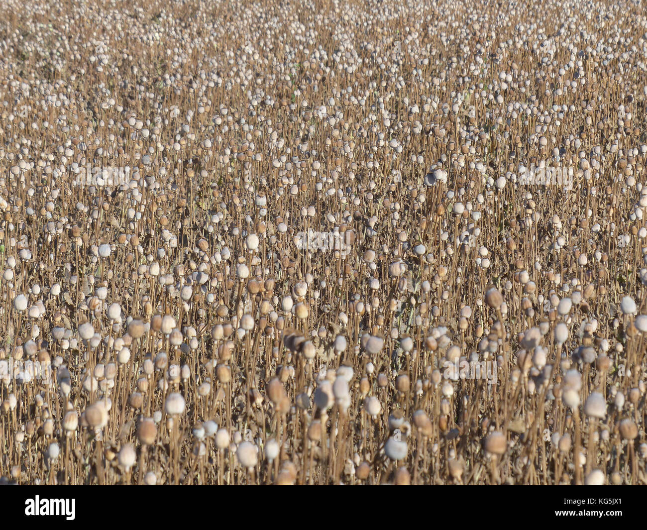 Champ de coquelicots, pavots décolorées Banque D'Images