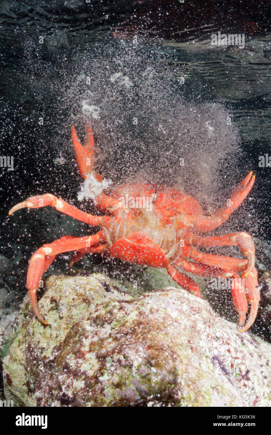 L'île de Noël crabe rouge presse oeufs dans océan, Gecarcoidea natalis, l'île Christmas, Australie Banque D'Images