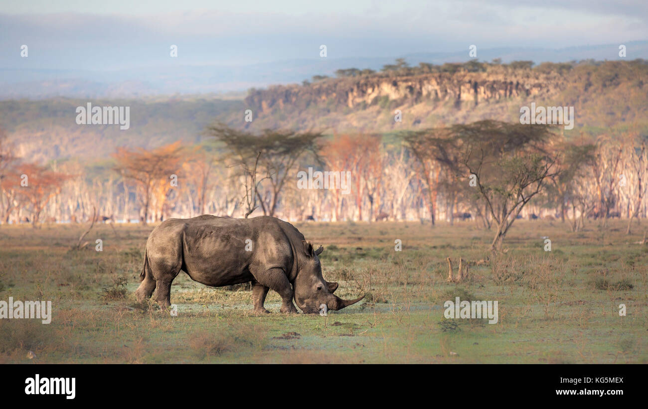 White Rhino dans parc national de Nakuru de lac Banque D'Images