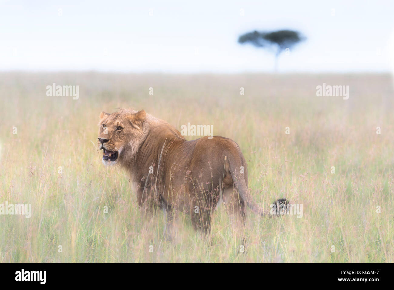 Lion mâle dans le Masai Mara Banque D'Images