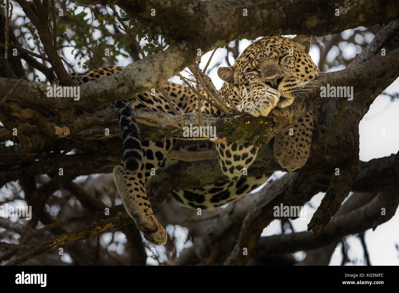 Leopard dans le masaimara Banque D'Images