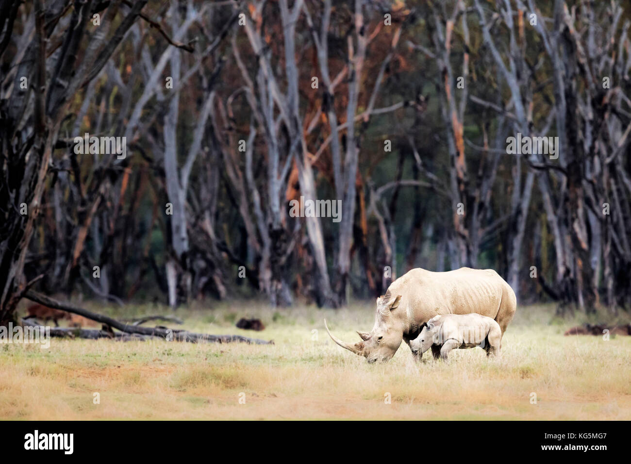 White Rhino dans parc national de Nakuru de lac Banque D'Images