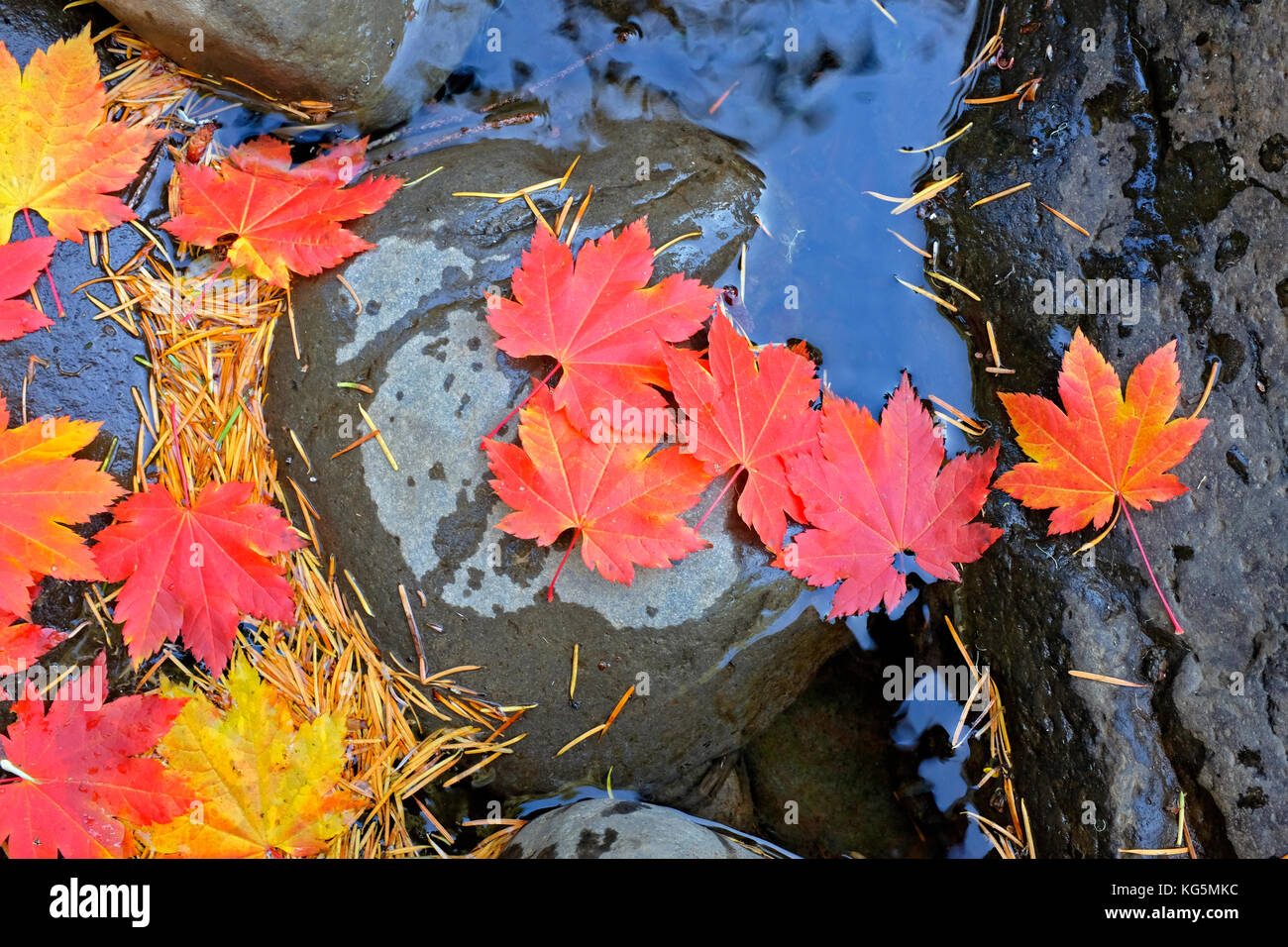 Vine feuilles d'érable d'or et rouge tournant dans un petit ruisseau dans l'Oregon Cascades en octobre. Banque D'Images