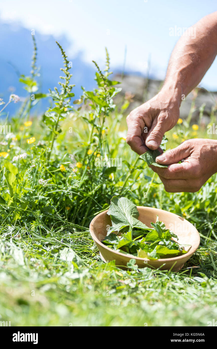 Mains d'un agriculteur collecter des plantes, San Romerio Alp, Grisons, Canton des Grisons, vallée de Poschiavo, Suisse Banque D'Images