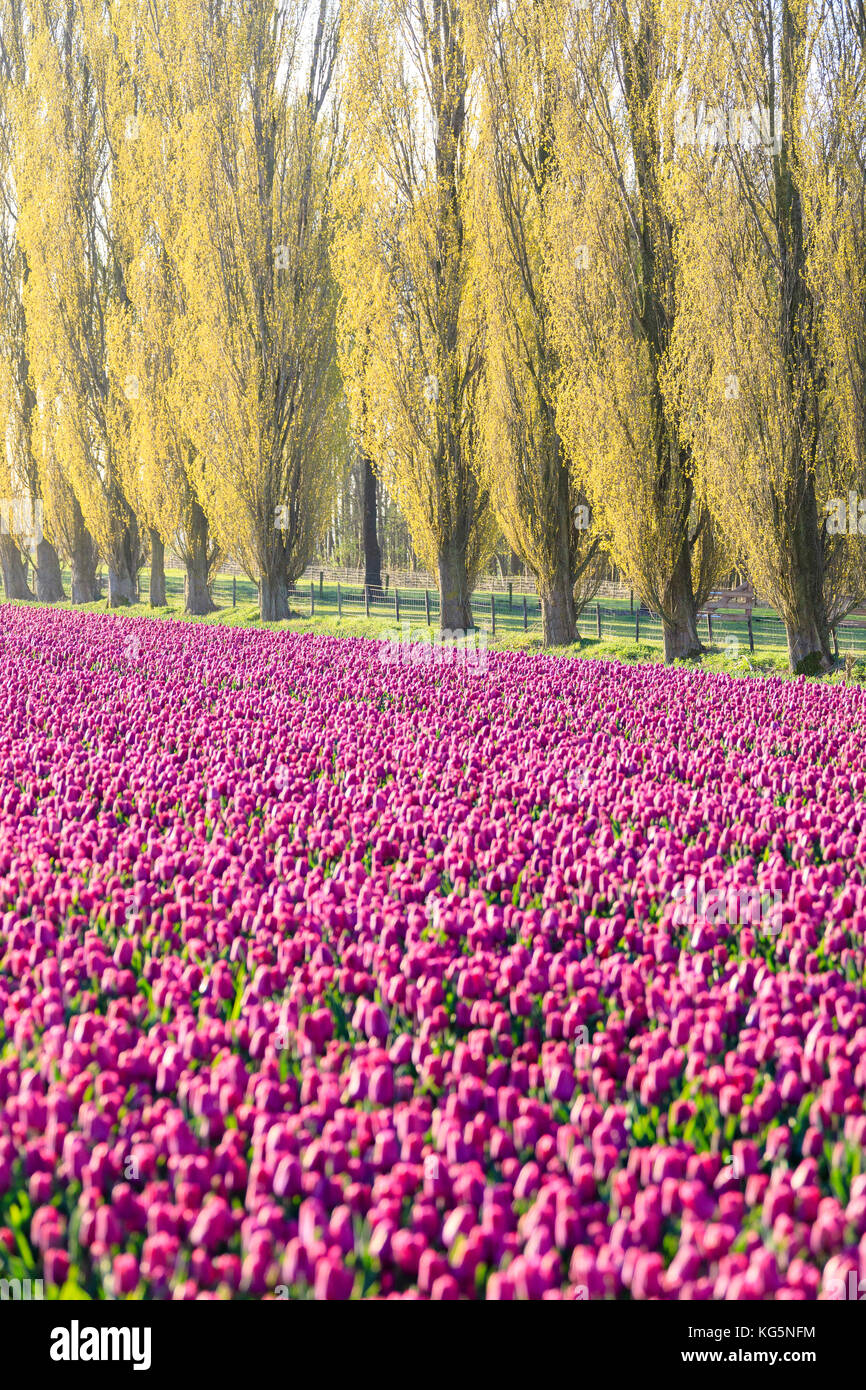 Les champs de tulipes en fleur cadre les arbres dans la campagne à l'aube de rijp alkmaar Hollande du Nord Europe Banque D'Images