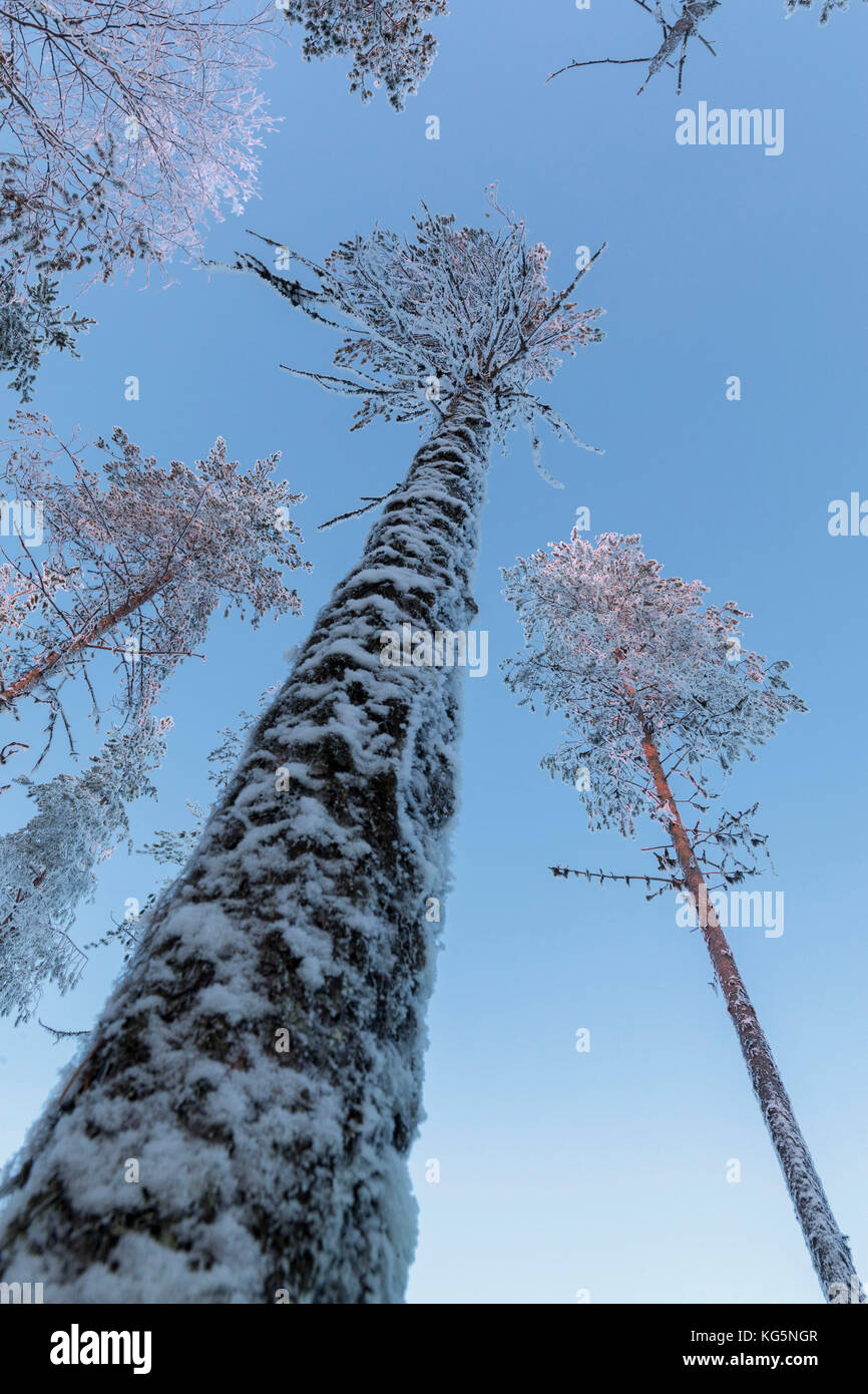 Détails de troncs d'arbres recouverts de glace dans la forêt boréale (taïga), Kiruna, comté de Norrbotten, Lapland, Sweden Banque D'Images