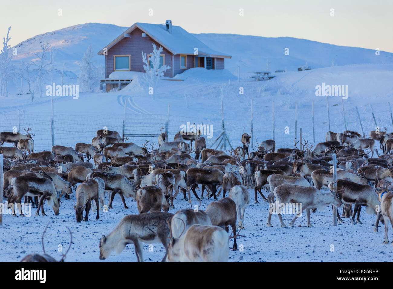 Troupeau de rennes, abisko, municipalité du comté de Norrbotten, Kiruna, Lapland, Sweden Banque D'Images