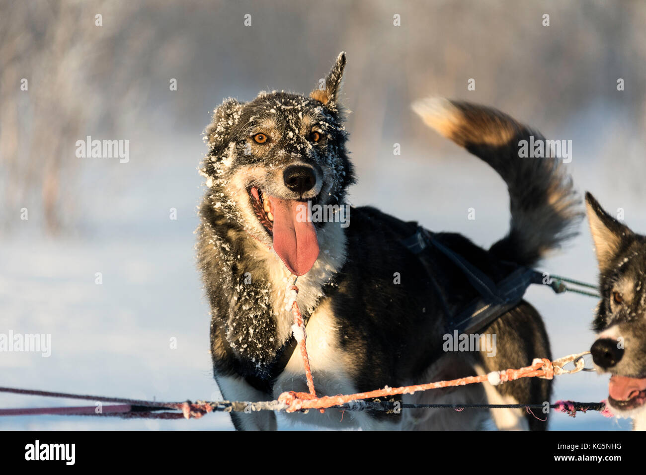 Close up d'un chien engagé sur le traîneau s'exécute, Kiruna, comté de Norrbotten, Lapland, Sweden Banque D'Images