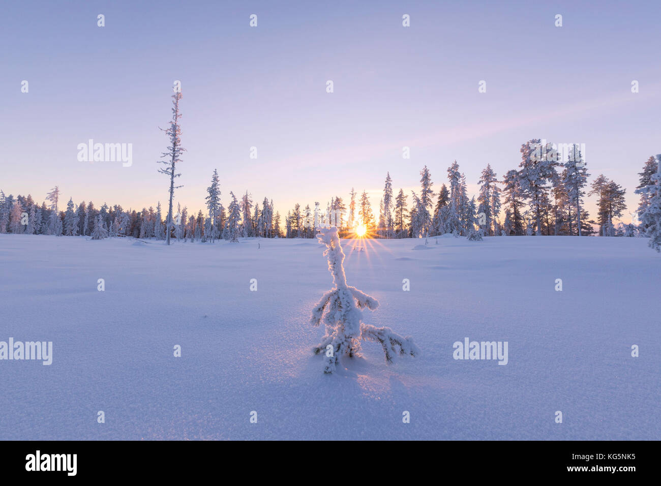 Lone Tree couvertes de glace dans la forêt boréale (taïga) au coucher du soleil, Kiruna, comté de Norrbotten, Lapland, Sweden Banque D'Images