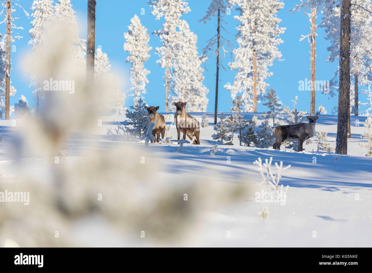 Parmi les arbres gelés du renne dans la forêt enneigée, Kiruna, comté de Norrbotten, Lapland, Sweden Banque D'Images
