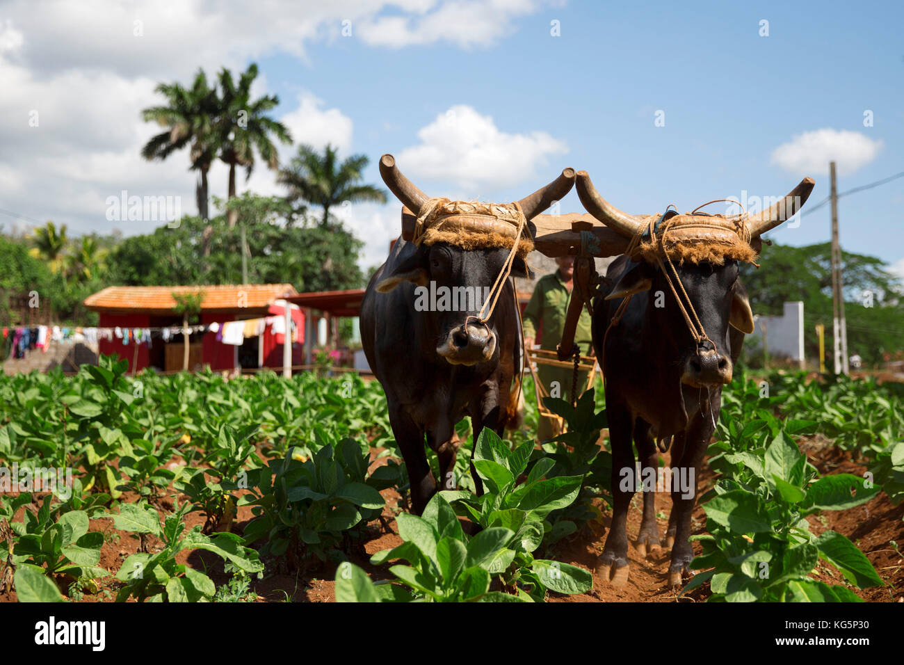 Cuba, République de Cuba, Amérique centrale, île des Caraïbes. Quartier de la Havane. Ferme de tabac à Pinal dal Rio, vache, vaches au travail, homme, homme au travail. Banque D'Images