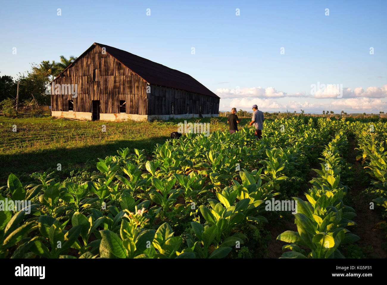 Cuba, République de Cuba, Amérique centrale, île des Caraïbes. Quartier de la Havane. Ferme de tabac à Pinal dal Rio, homme, homme au travail. Banque D'Images