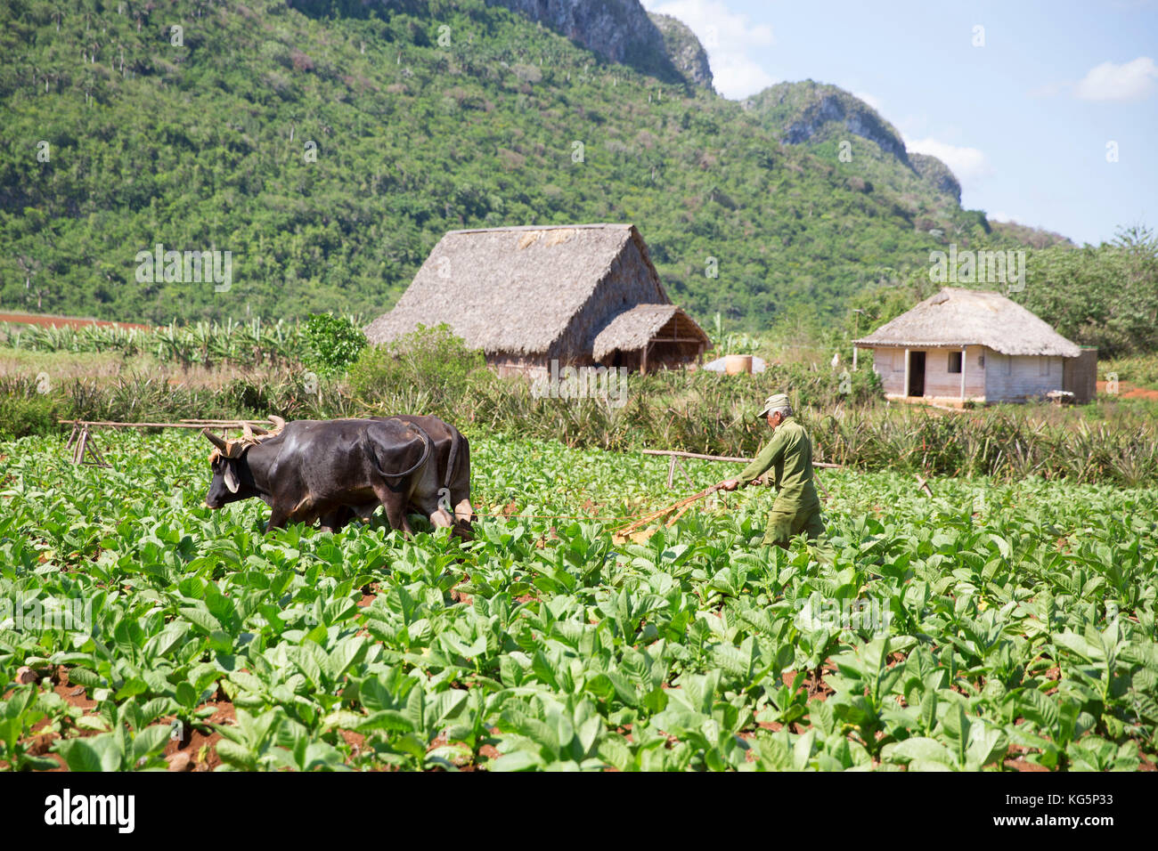 Cuba, République de Cuba, Amérique centrale, île des Caraïbes. Quartier de la Havane. Ferme de tabac à Pinal dal Rio, vache, vaches au travail, homme, homme au travail. Banque D'Images