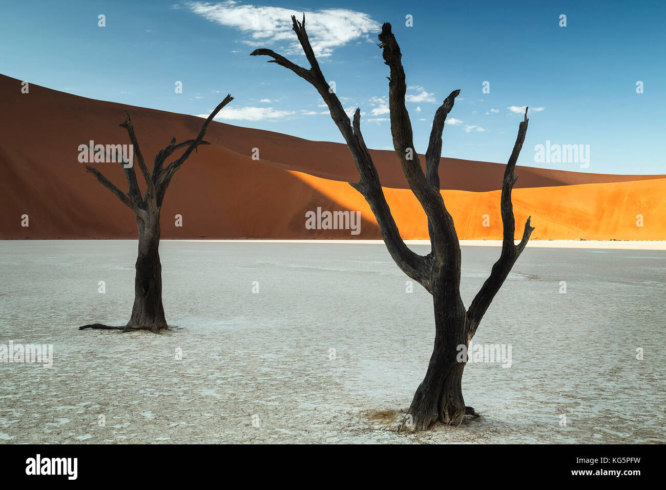 Arbres de Namibie namib-naukluft, parc national, la Namibie, l'Afrique Banque D'Images