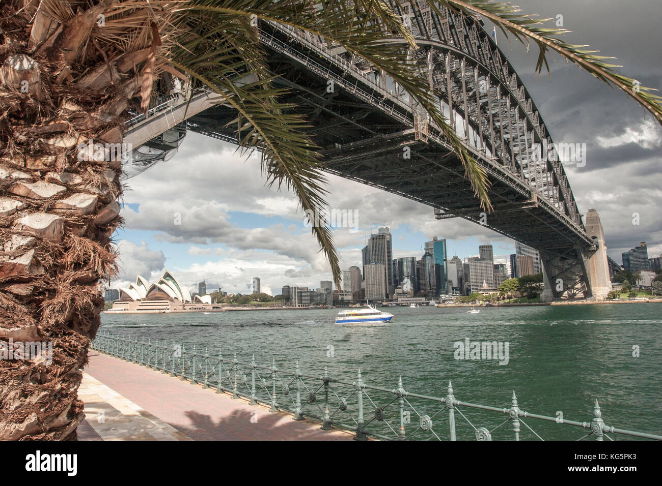 Palmier, pont sur le port de Sydney Banque D'Images