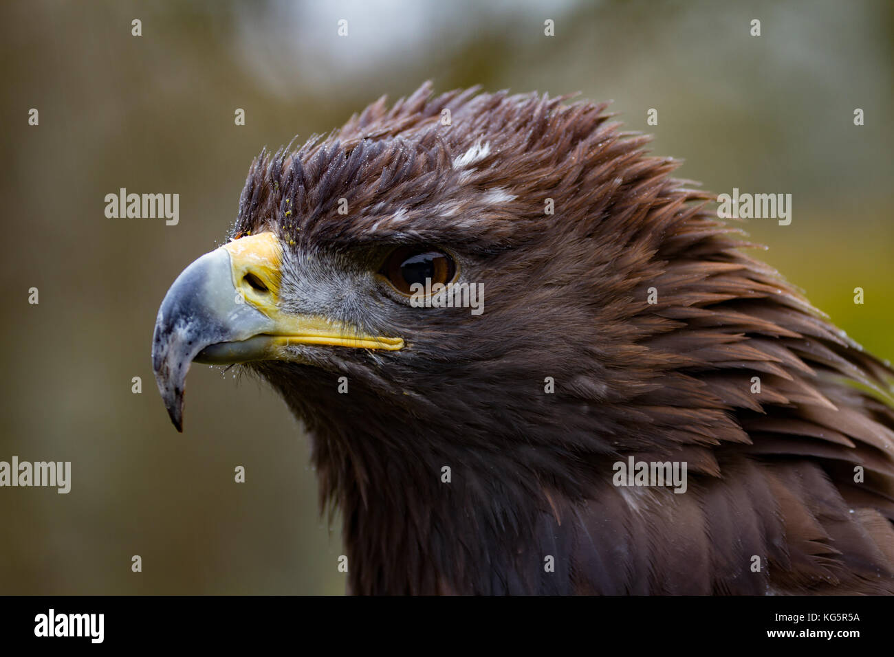 L'aigle royal. Aquila chrysaetos. Gros plan du seul adulte. En captivité. UK Banque D'Images