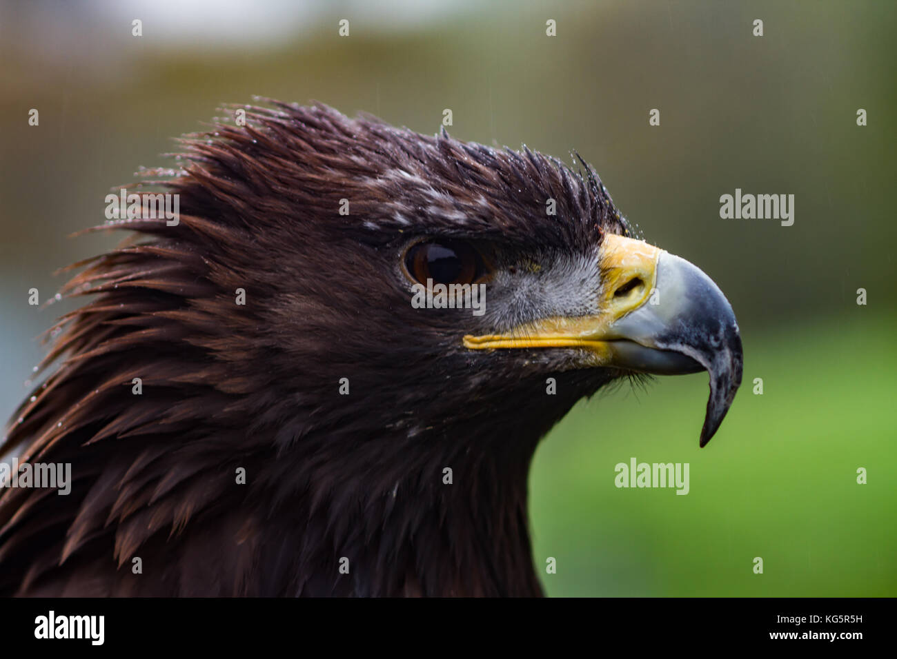 L'aigle royal. Aquila chrysaetos. Gros plan du seul adulte. En captivité. UK Banque D'Images