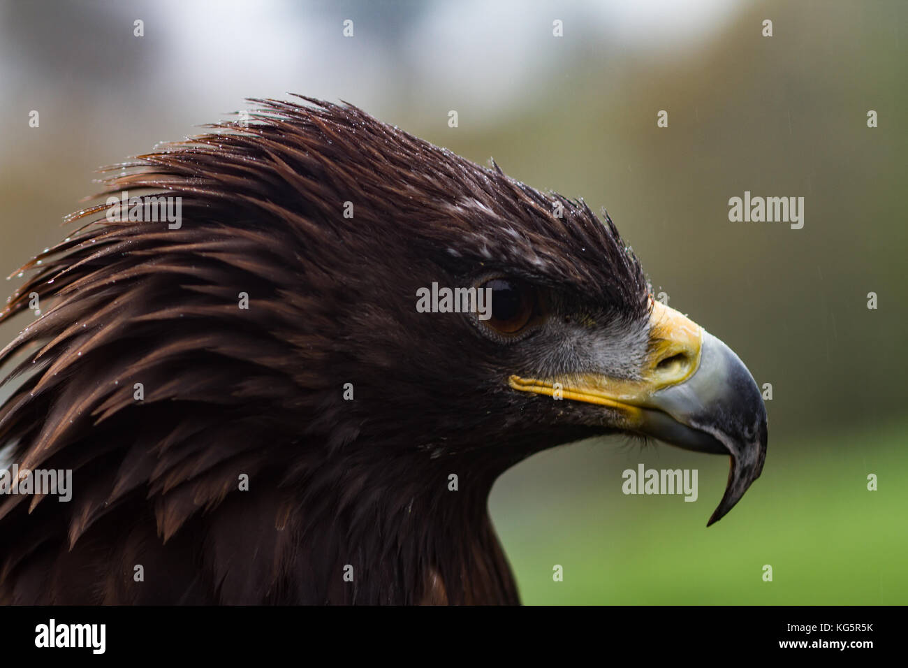 L'aigle royal. Aquila chrysaetos. Gros plan du seul adulte. En captivité. UK Banque D'Images