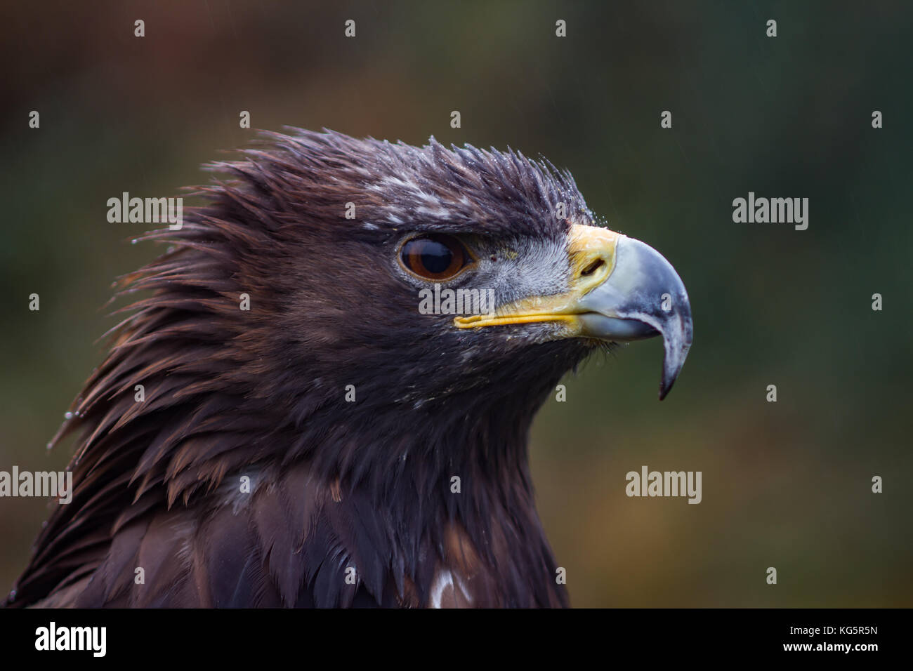 L'aigle royal. Aquila chrysaetos. Gros plan du seul adulte. En captivité. UK Banque D'Images