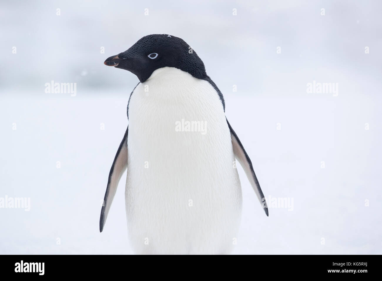 Adelie Penguin, Antarctique Banque D'Images