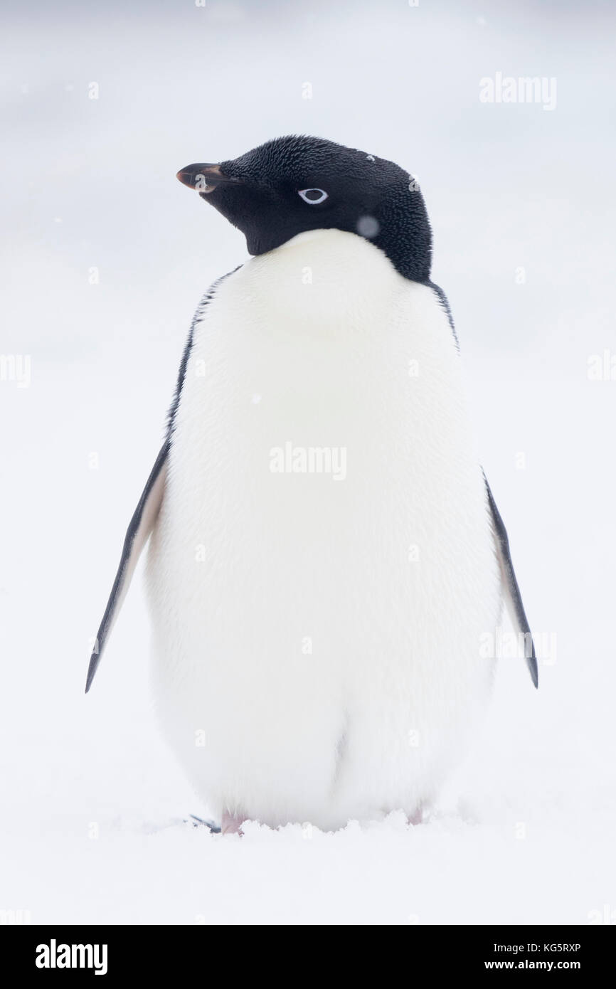Adelie Penguin, Antarctique Banque D'Images