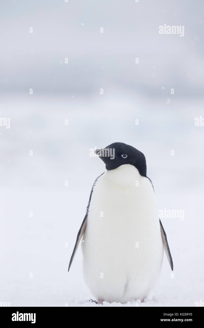 Adelie Penguin, Antarctique Banque D'Images