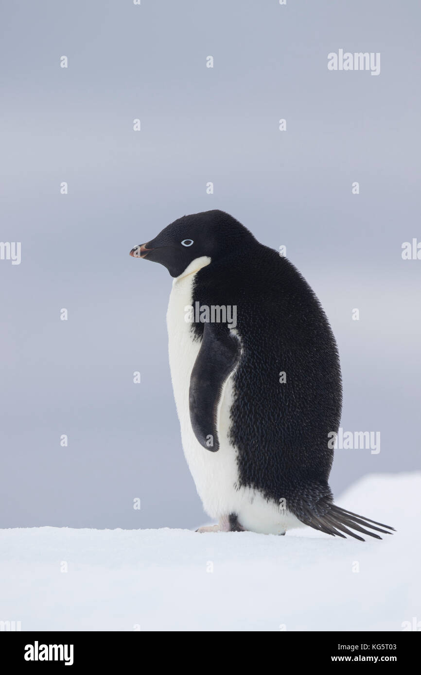 Adelie Penguin, Antarctique Banque D'Images
