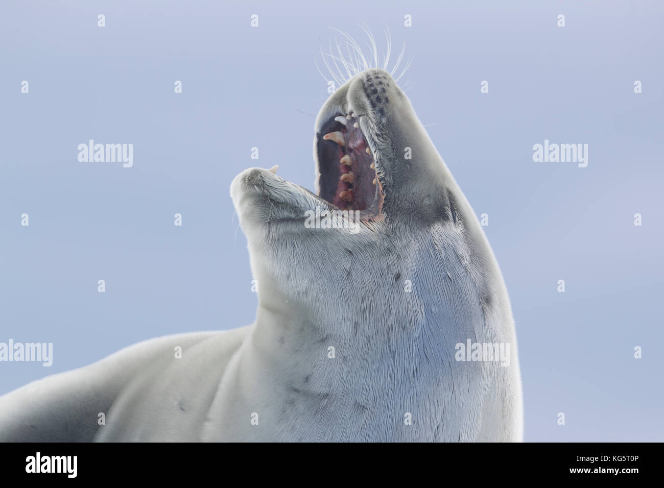 Close up de mangeur de crabe, les phoques de l'Antarctique Banque D'Images