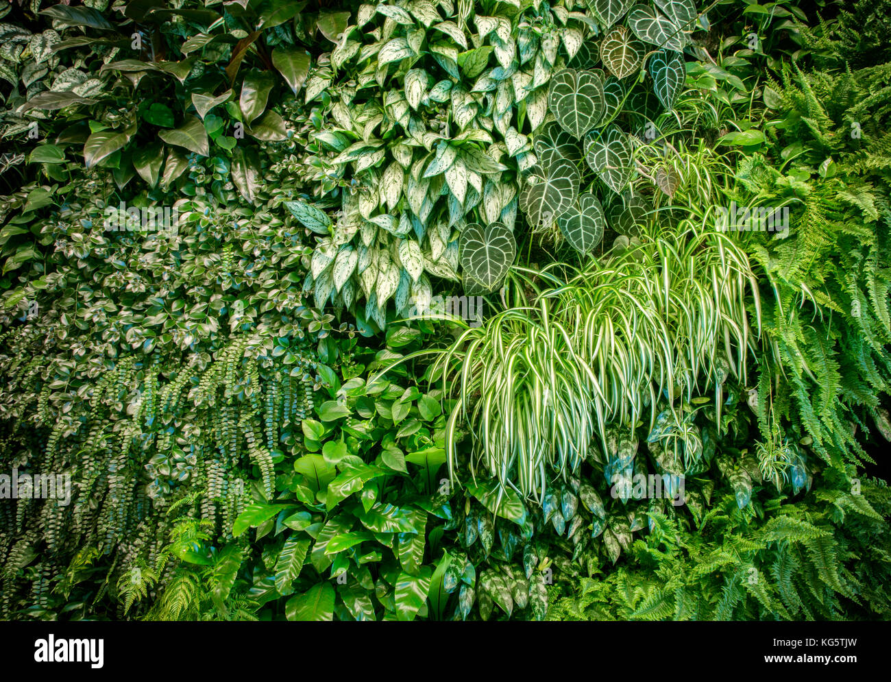 Vert feuille wall texture background Banque D'Images