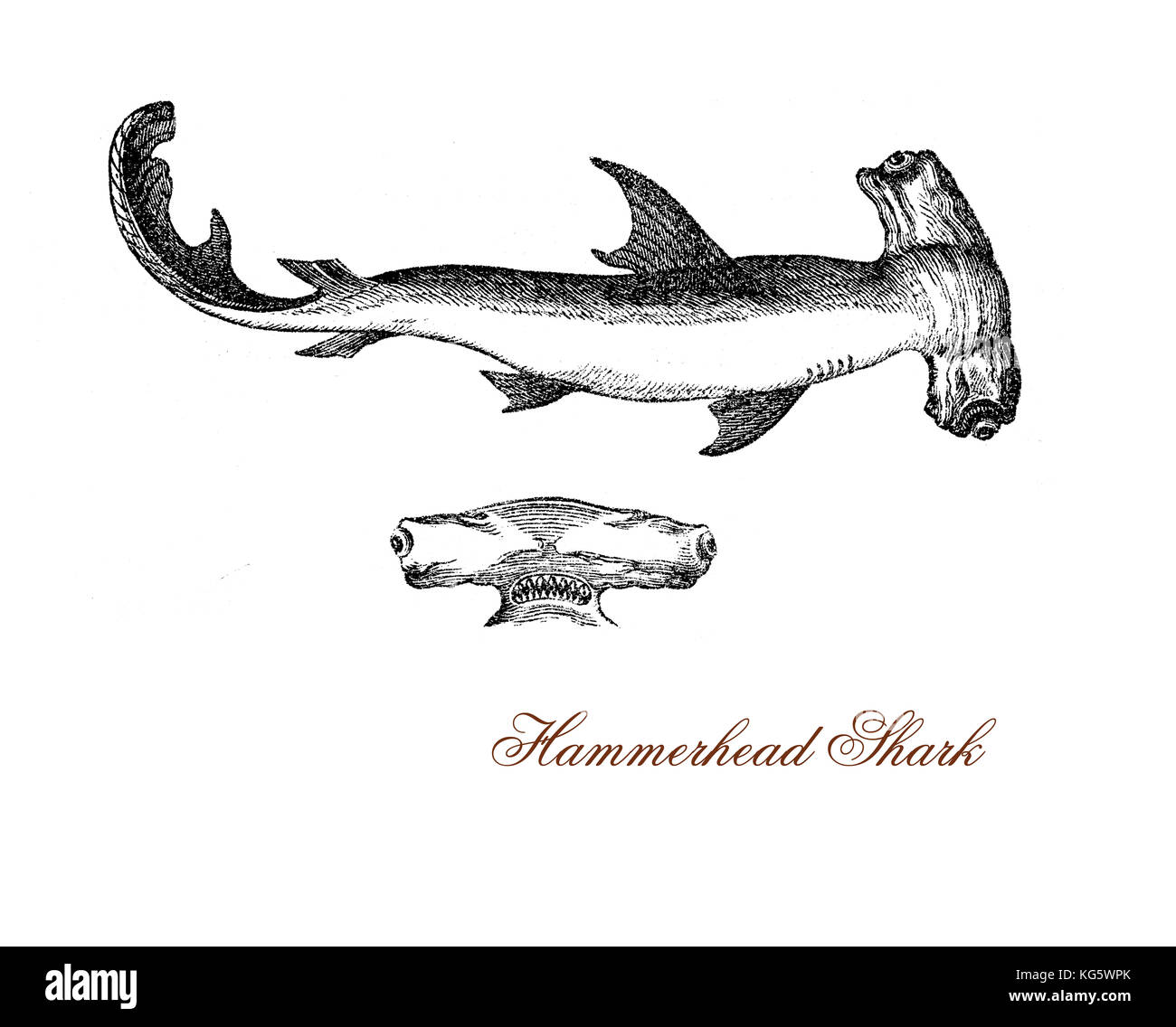 gravure vintage de requin marteau avec la tête aplatie latéralement étendue en une forme de «marteau», la tête aurait pu ainsi évoluer pour améliorer sa vision et est également utilisée comme arme lors de la chasse. C'est un poisson d'eaux chaudes et nage dans les bancs Banque D'Images