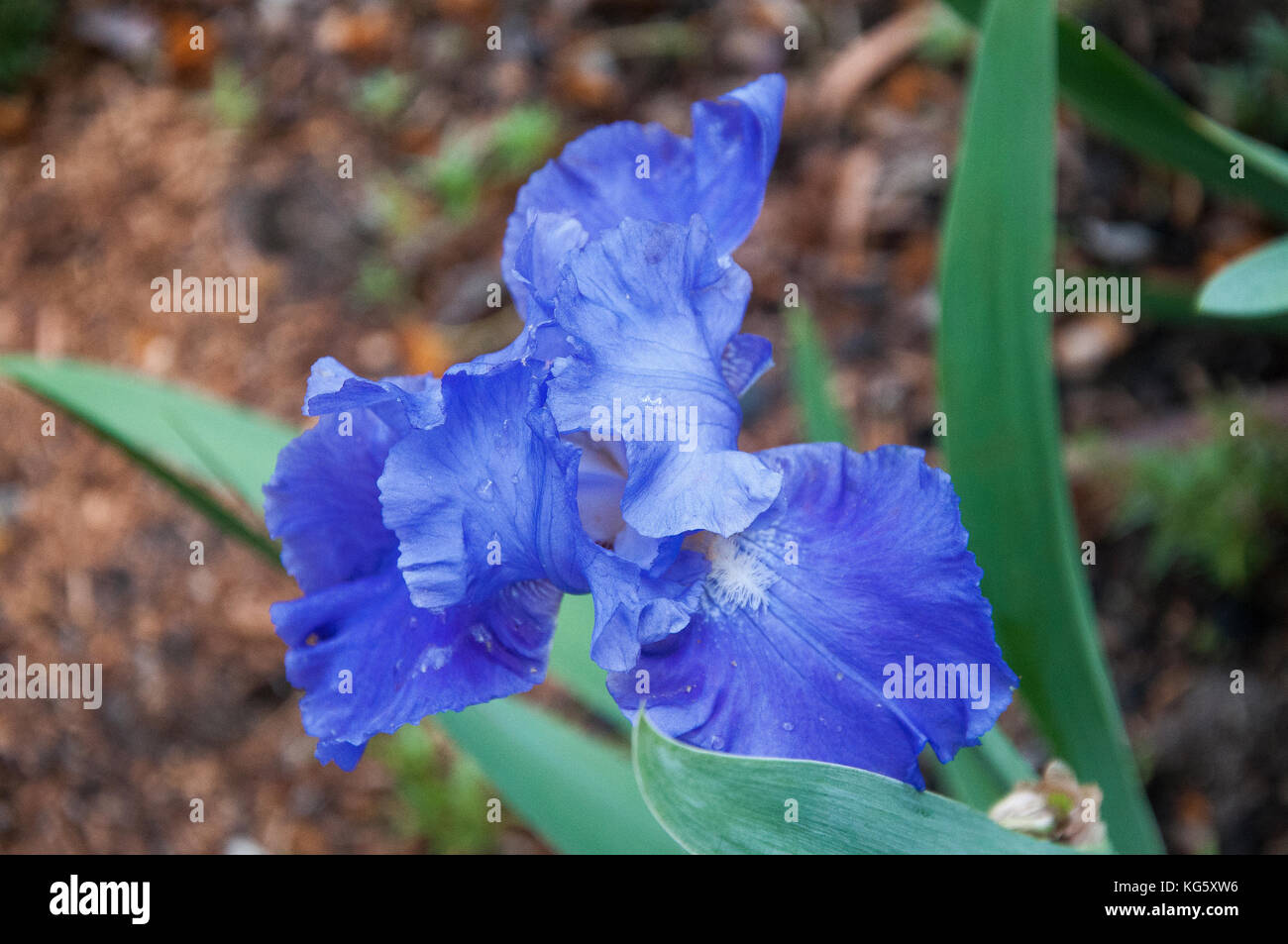 Purple iris (Iris versicolor) floraison dans un jardin dans le sud-est de l'Australie Banque D'Images