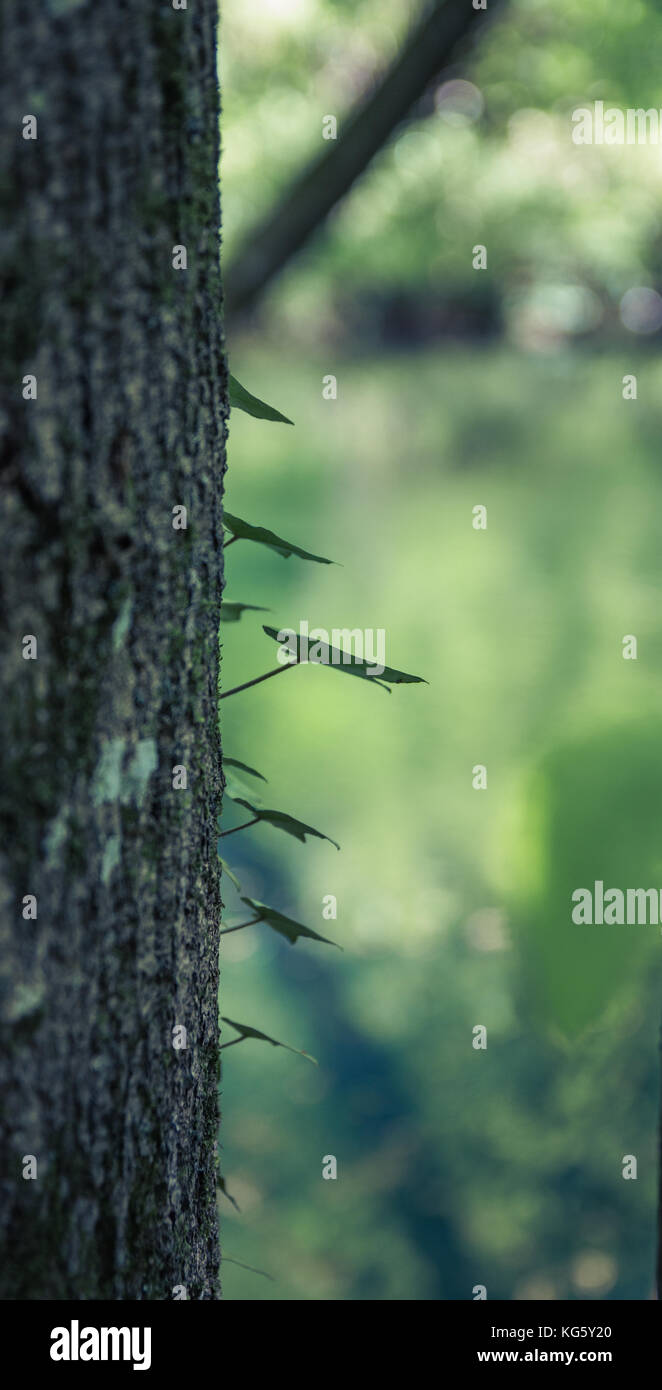 Hedera helix (lierre, lierre anglais) avec feuilles, vue latérale, grimpant sur un tronc d'arbre dans la forêt, Roumanie Banque D'Images