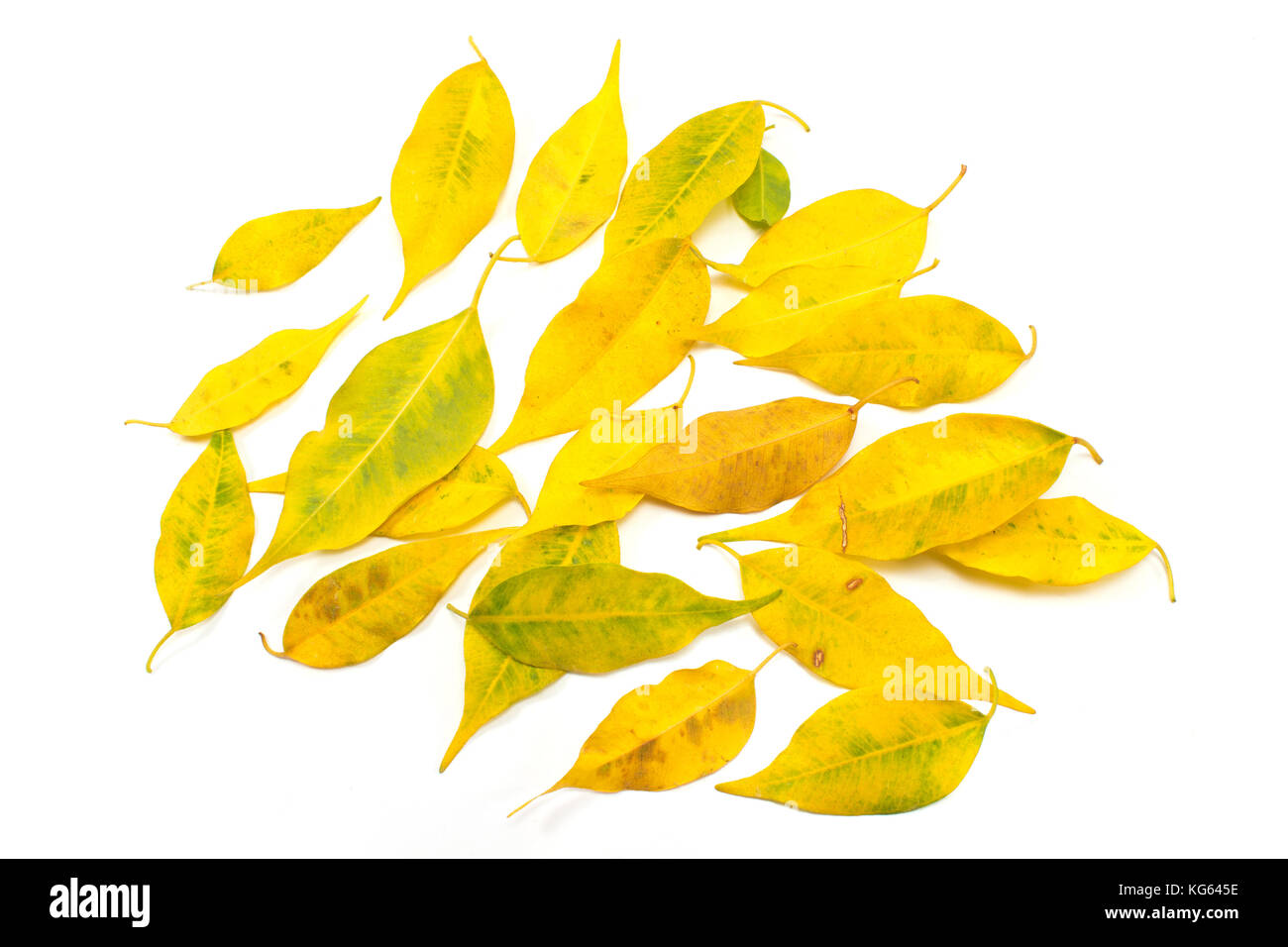 Les feuilles d'automne jaune isolated on white Banque D'Images