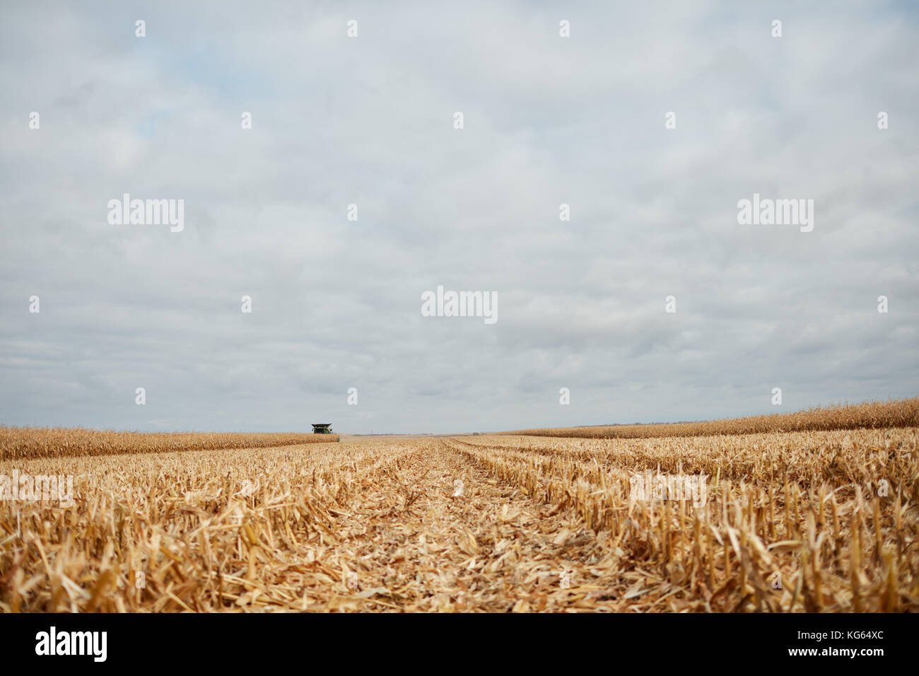 Champ de chaume avec des restes de maïs récoltés dans un angle bas Vue de dessus les lignes sur un jour nuageux nuageux Banque D'Images