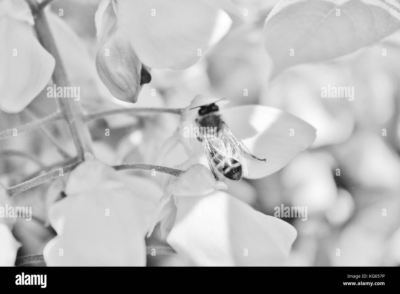 La collecte du pollen d'abeille fleur glycine au printemps - Banque d'images, stock, photographie, image, photo Banque D'Images