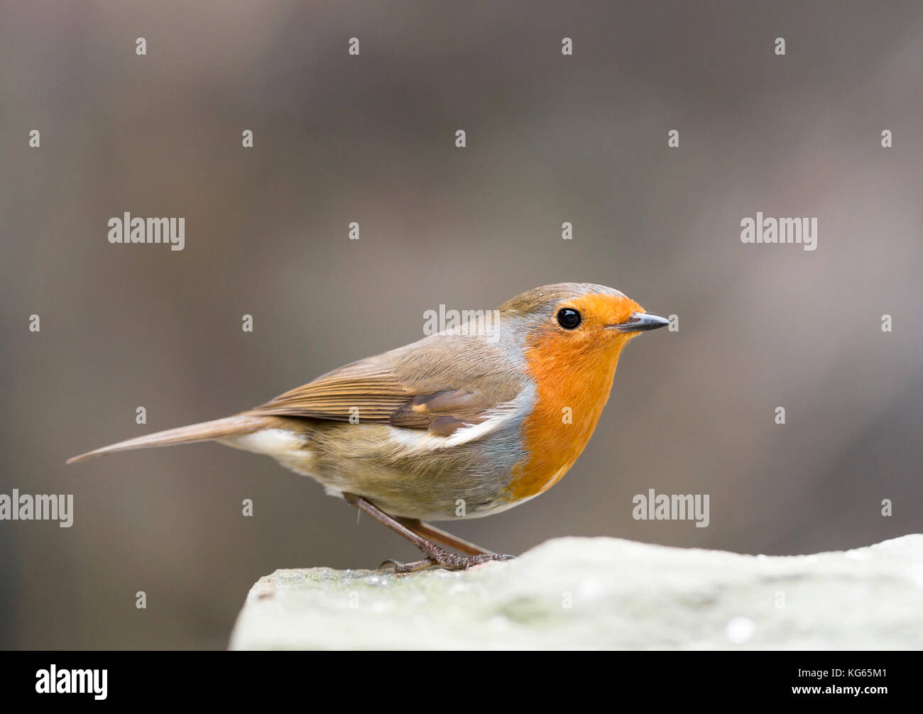 Robin oiseau perché sur stone Banque D'Images