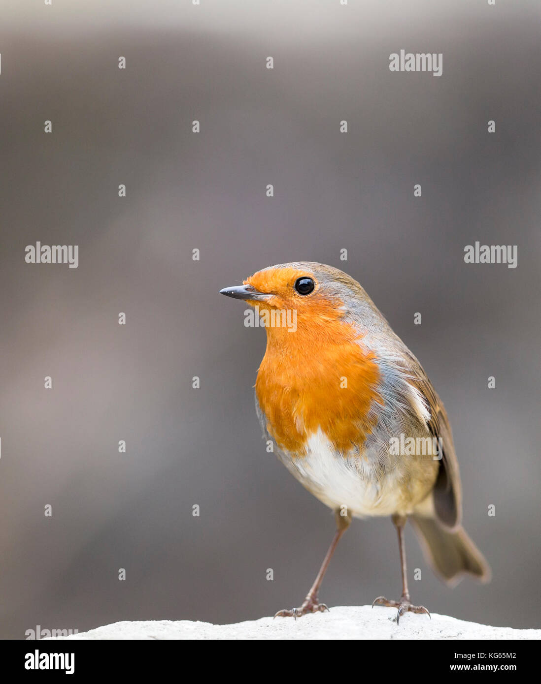 Robin oiseau perché sur stone Banque D'Images