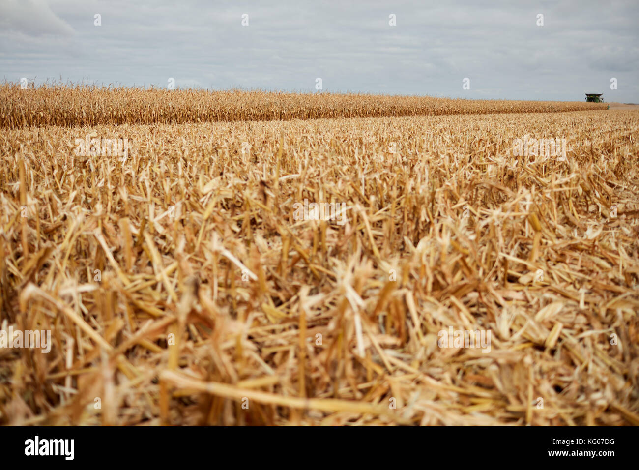 Couper le chaume de maïs et la paille dans un champ d'automne lors de la  récolte des cultures de maïs sur un jour nuageux gris Photo Stock - Alamy