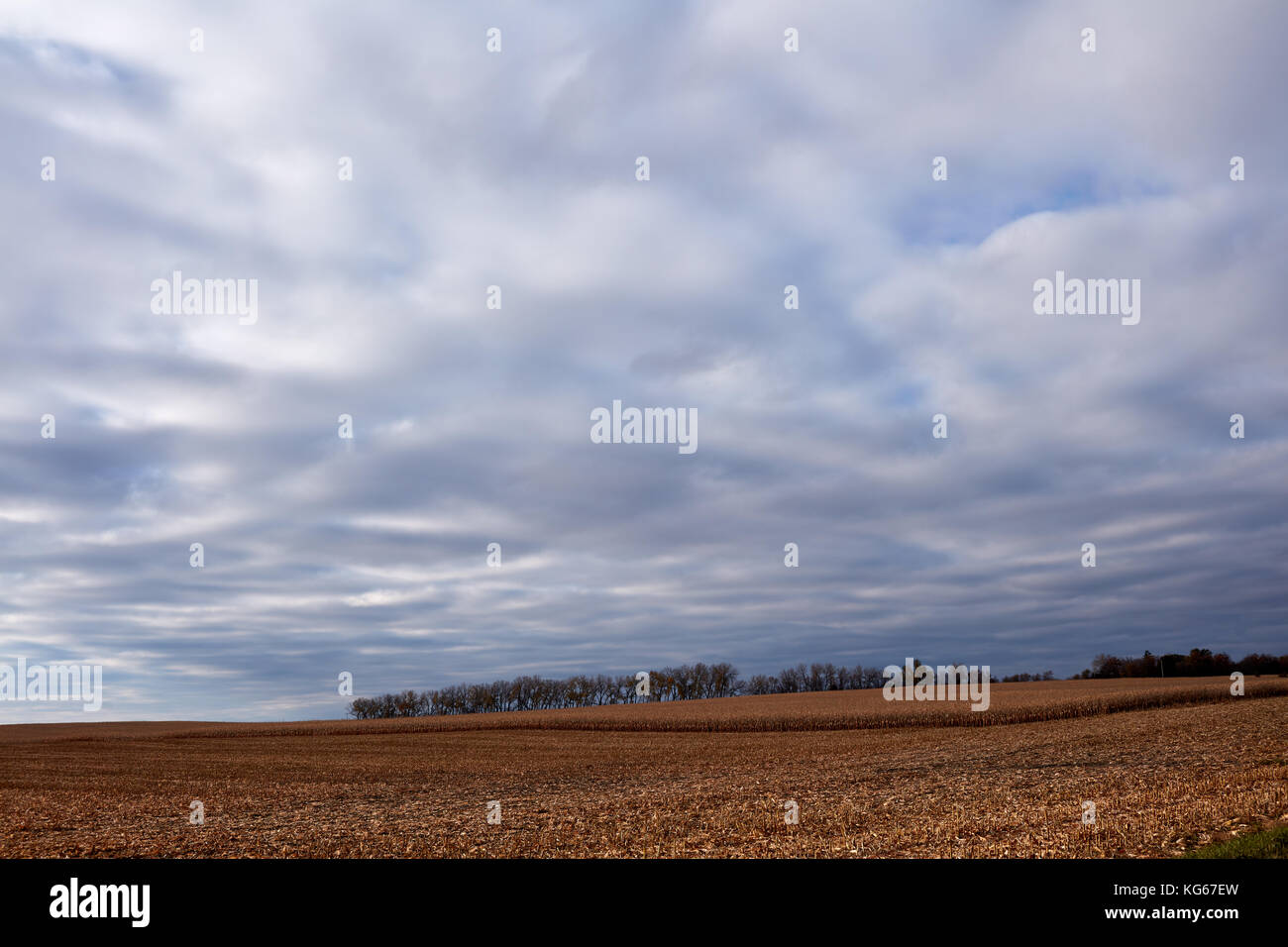 La ferme du pays paysage avec des arbres à l'horizon. vaste, sec, de récolte de blé en premier plan sous les nuages épars avec copie espace. Banque D'Images