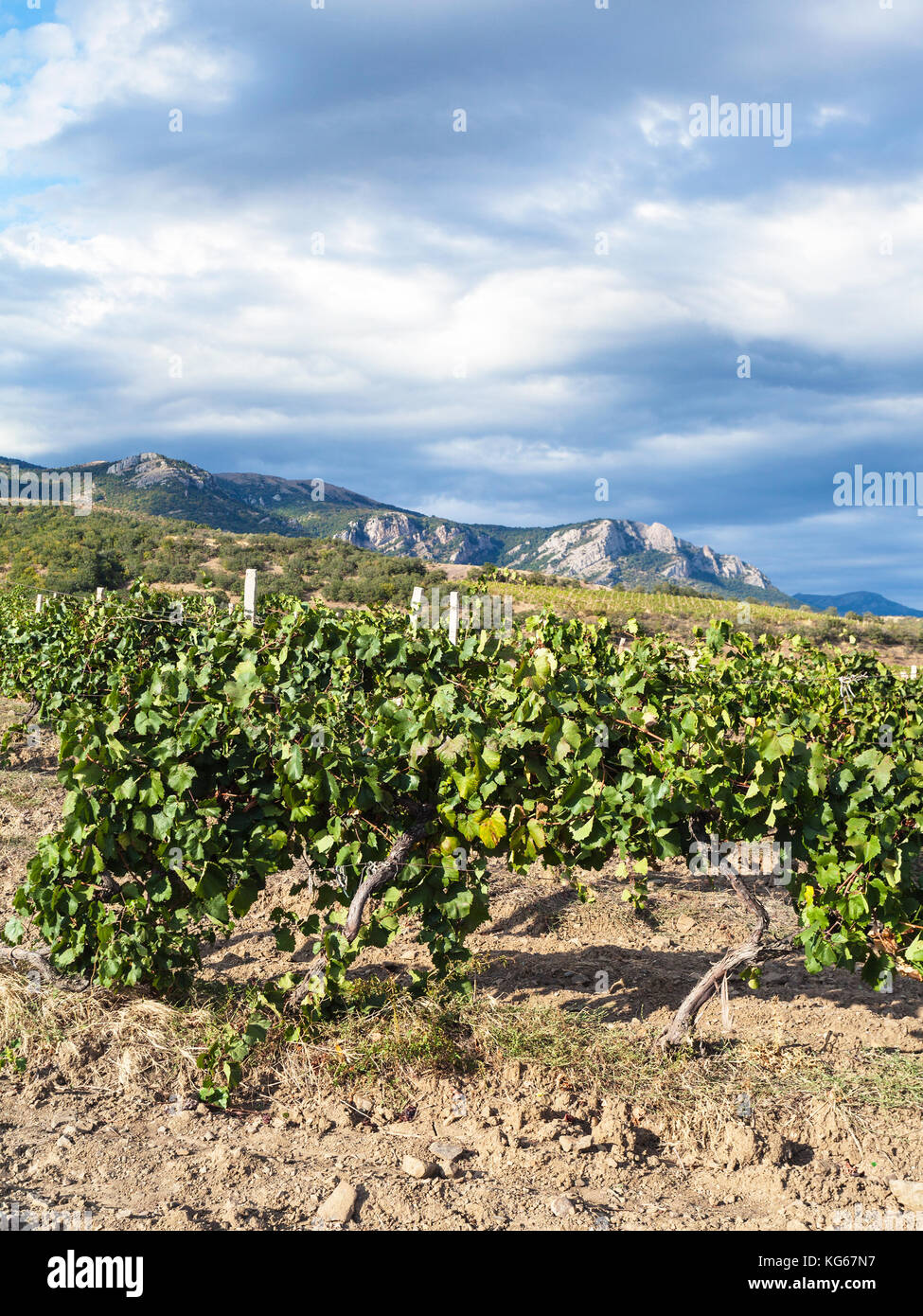 Billet à la Crimée - view of vineyard winery de alushta ferme de l'usine de massandra sur la côte sud de Crimée en septembre Banque D'Images