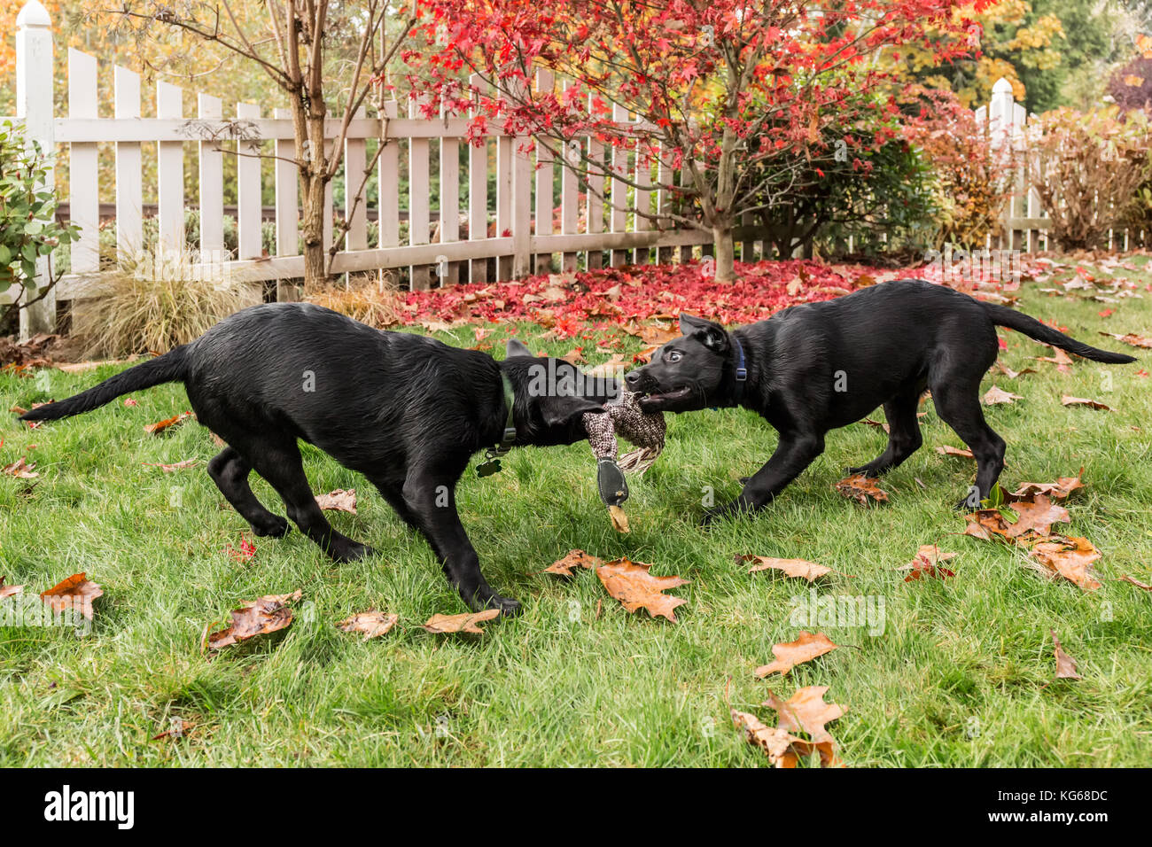 'Shadow' et 'Baxtor', trois mois chiots Labrador noir, jouant sur la pelouse de remorqueur à Bellevue, Washington, USA Banque D'Images