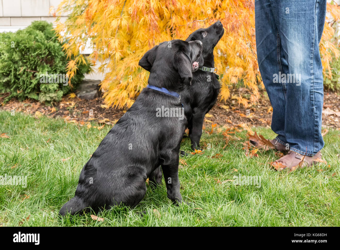 'Shadow' et 'Baxtor', trois mois chiots Labrador noir, formés pour s'asseoir et de rester, à Bellevue, Washington, USA Banque D'Images