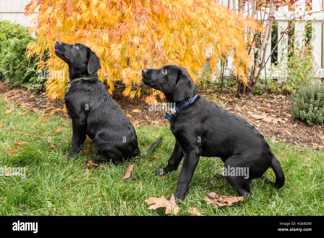 'Shadow' et 'Baxtor', trois mois chiots Labrador noir, formés pour s'asseoir et de rester, à Bellevue, Washington, USA Banque D'Images